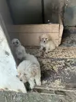 Purebred Female Poodle Puppy - 1-3 Months - 2