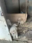 Purebred Female Poodle Puppy - 1-3 Months - 3