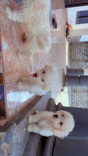 Purebred Female Maltese Puppy - 3-6 Months