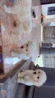 Purebred Female Maltese Puppy - 3-6 Months - 1