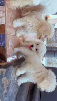Purebred Female Maltese Puppy - 3-6 Months - 2