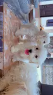 Purebred Female Maltese Puppy - 3-6 Months - 3