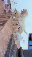Purebred Female Maltese Puppy - 3-6 Months - 4