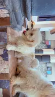 Purebred Female Maltese Puppy - 3-6 Months - 5