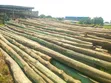 Machine Treated Light Poles - 2