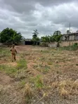 Full Plot of Land for Sale in Pokuase - 3
