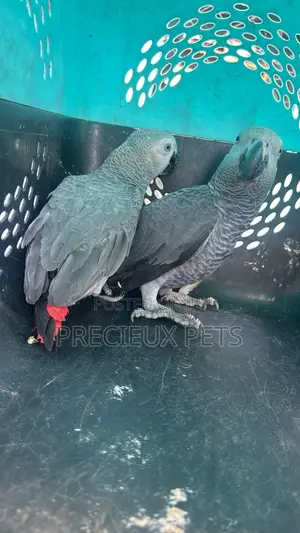 Adult Pair of Congo African Grey Parrots
