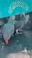 Adult Pair of Congo African Grey Parrots - 2