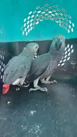 Adult Pair of Congo African Grey Parrots - 3