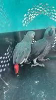 Adult Pair of Congo African Grey Parrots - 4