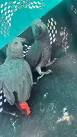 Adult Pair of Congo African Grey Parrots - 5