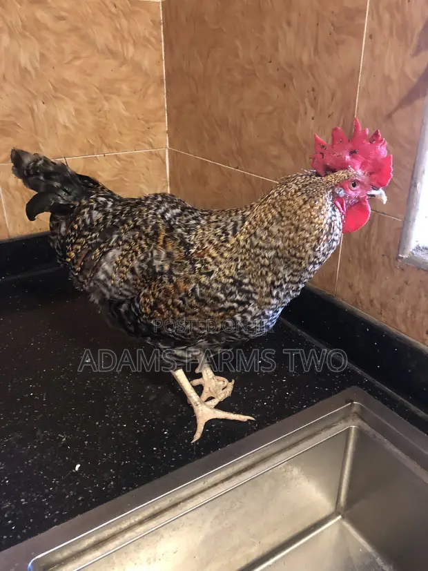 Plymouth Chickens for Sale - 1
