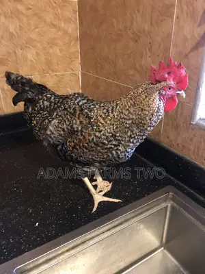 Plymouth Chickens for Sale