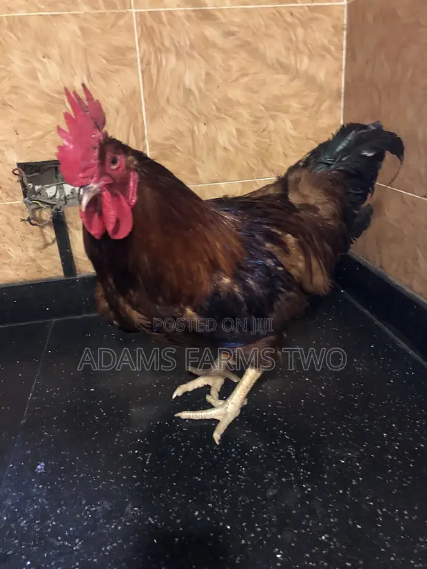 Hy-Line Roosters for Sale - 1