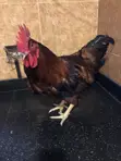 Hy-Line Roosters for Sale - 1
