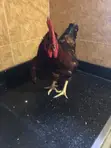Hy-Line Roosters for Sale - 2