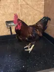 Hy-Line Roosters for Sale - 3