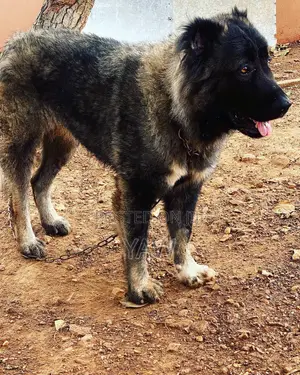 Purebred Caucasian Shepherd - Male, 1+ Year