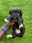 Purebred Female Poodle Puppy (1-3 Months) - 1