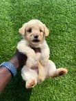 Purebred Female Poodle Puppy (1-3 Months) - 2