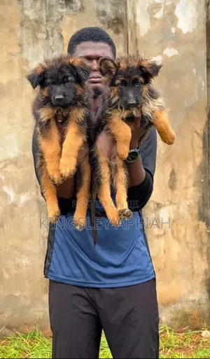 Purebred German Shepherd Puppy - 1-3 Months Old