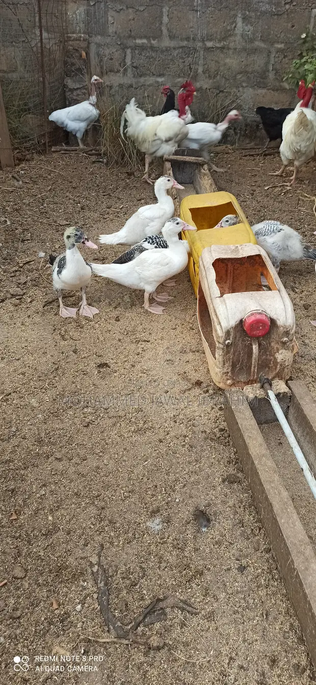 4-Month-Old Duck - Vaccinated, Point of Lay - 1