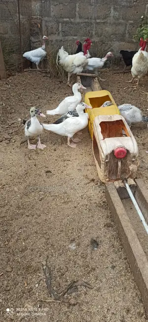 4-Month-Old Duck - Vaccinated, Point of Lay