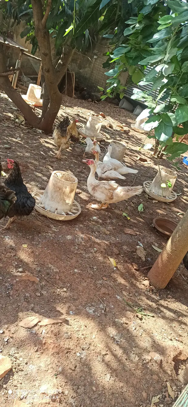 Fully Matured Ducks (4) - 1