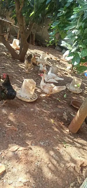 Fully Matured Ducks (4)