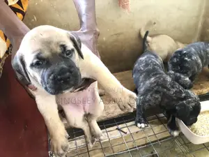 Female Purebred Bullmastiff Puppy (0-1 month)
