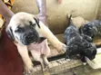Female Purebred Bullmastiff Puppy (0-1 month) - 1