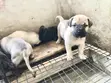 Female Purebred Bullmastiff Puppy (0-1 month) - 2