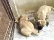 Female Purebred Bullmastiff Puppy (0-1 month) - 3