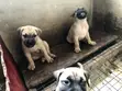 Female Purebred Bullmastiff Puppy (0-1 month) - 4