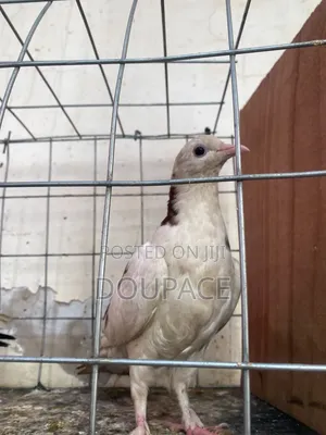 Pigeon Birds for Wholesale
