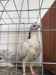 Pigeon Birds for Wholesale - 1