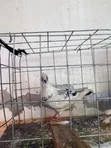 Pigeon Birds for Wholesale - 2
