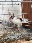 Pigeon Birds for Wholesale - 3