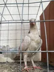 Pigeon Birds for Wholesale - 5