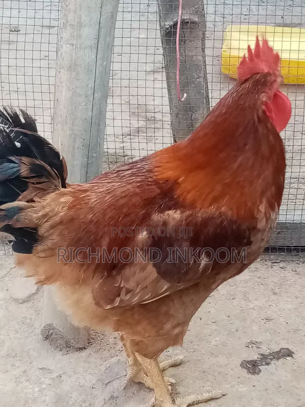 Sasso Chickens - 1