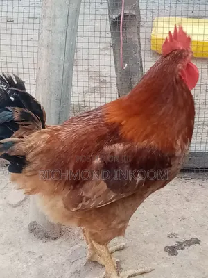 Sasso Chickens