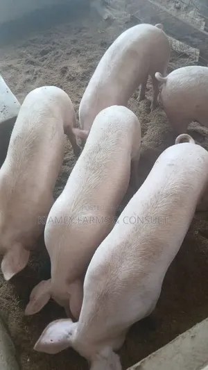 Pigs for Sale - GHS 35/Kg (from 80kg)