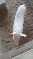 Pigs for Sale - GHS 35/Kg (from 80kg) - 2