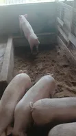 Pigs for Sale - GHS 35/Kg (from 80kg) - 3