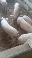 Pigs for Sale - GHS 35/Kg (from 80kg) - 4