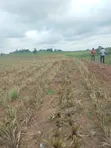 Land for Sale at Nsawam - 1