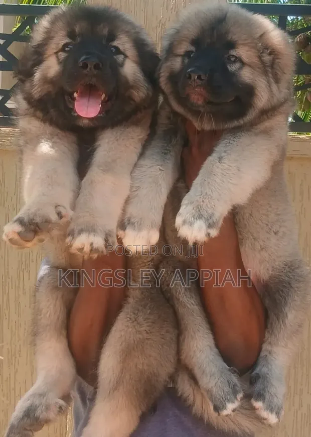 Purebred Caucasian Shepherd Puppies - 1-3 Months Old - 1