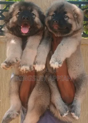 Purebred Caucasian Shepherd Puppies - 1-3 Months Old