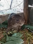 Grasscutters for Sale - 4