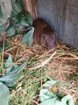 Grasscutters for Sale - 5